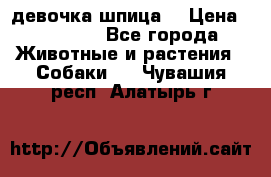 девочка шпица  › Цена ­ 40 000 - Все города Животные и растения » Собаки   . Чувашия респ.,Алатырь г.